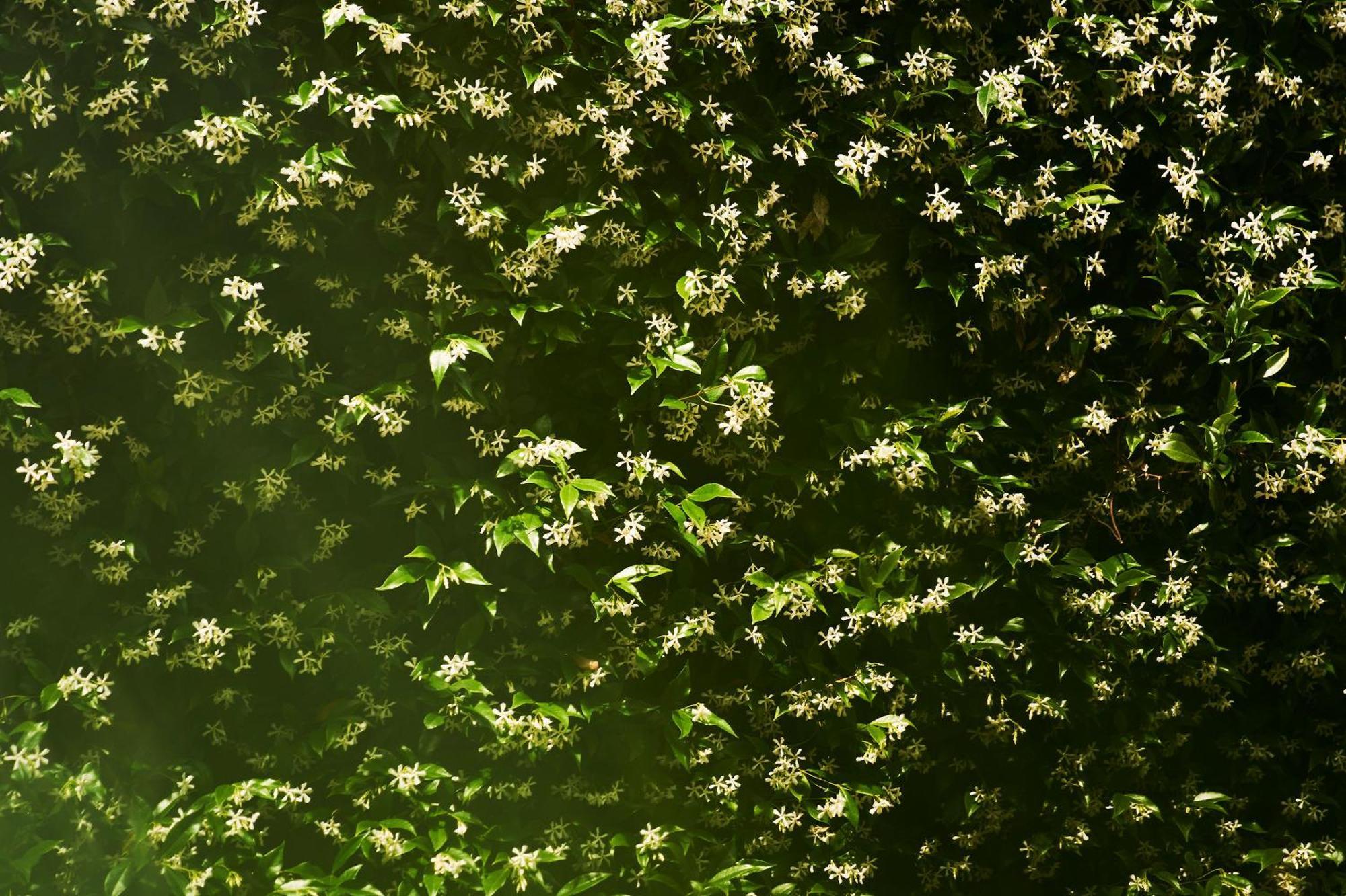 트리에스테 Giardino Segreto, In Centro 아파트 외부 사진